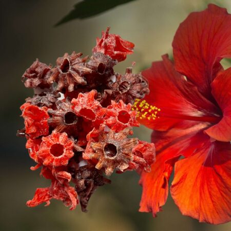 Hibiskusblüten kandiert - 200g