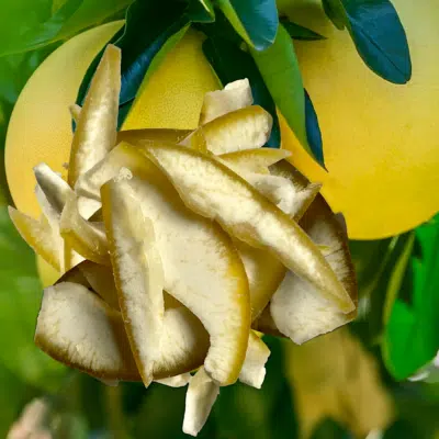 Pomelo Schalen kandiert/geschwefelt