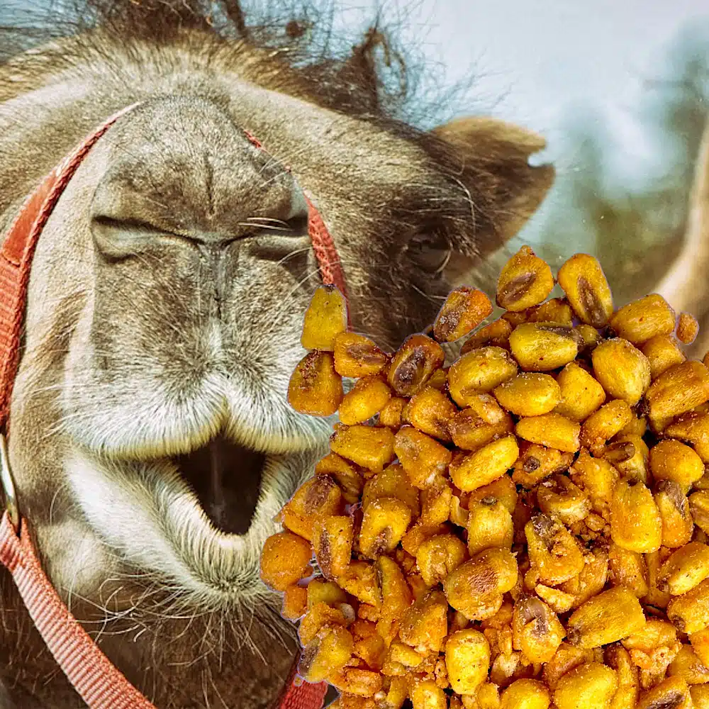 Kamelzähne/Gerösteter Mais mit BBQ Gewürz